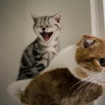 기여운 고양이들