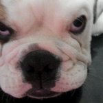 <b>귀욤</b>돋는우리집아가들