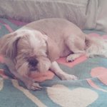 15살 생일을 맞이한 우리집 씽푸!!