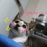 고양이때문에 돌아버리겠어요