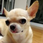 ((12살 할매견의 담낭염 치료하기))