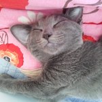 [냥판]따라 써보는 고양이 이야기 ^^ㅋ