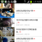 냥판] 고양이 <b>마루</b> 이야기 2탄!!!!