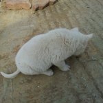 추가(사진有)강아지인가 고양이 인가 ? 너무 귀여운 우리집 강아지들을...