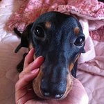 짧은 다리가 포인트! 닥스훈트 소개합니당ㅎㅎ