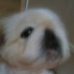 페키니즈 판))가~끔 표정짓는 둥이(글쓴이+)