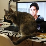 [김괭] 김고양이 스물....두번째???