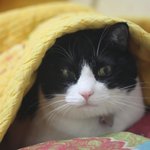 리모컨 고양이 꽁치의 근황2