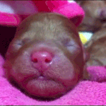 우리집 <b>생후</b>6일된 멍멍이 귀쫑긋짤