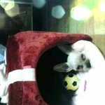 귀요미 실버요키 <b>미미</b>~(1탄)