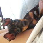 사진有)  완전 귀여운 우리집 강아지 두마리 !!!!!!!!!!...