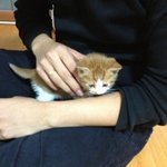 냥판) 코숏 치즈태비 아깽이 츠동이판