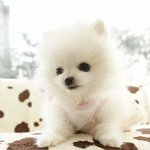 루루와 <b>라라</b>의 일상이야기 1