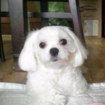 2탄]]꽃돼지견 <b>두부</b> 매력뽐내깅