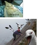 <b>화난</b>동물들 사진모음귀엽고,웃김