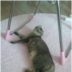 냥이판 _[아메리칸컬] 미호