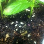 <b>의문</b>의 핑크색 알..