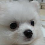 루루<b>라라</b>의 일상이야기 1