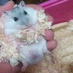[햄스터판] 크림<b>치즈</b>아잉이의 누가 더 귀여울까요~?