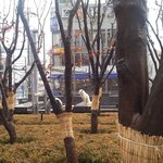 [사진 첨부] [진돗개 주인을 찾습니다] 역삼역 강남파이낸스센터...