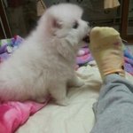 하얀 아기곰과 행복한 <b>나날</b> 1탄