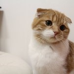 장화신은 고양이 실사버젼