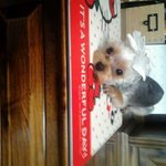 귀요미 실버 요키 <b>미미</b>~(2탄)