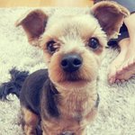 심장어택 강아지개 장수