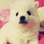 꾸나기다리는우리곰시니[재패니즈스피츠]