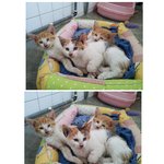 [대구 서구] 사무실 옥상에서 출산한 고양이.. 입양해주세요!!