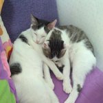 냥판] 강낭콩알 바보콩이&amp;사람<b>아리</b> 9편