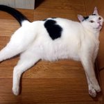 [냥판] <b>대두</b> 김용배의 엄마도 잠이 와