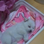 슨<b>심이</b>를소개함돠