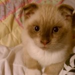 우리집 <b>망나니</b> 하루 이야기