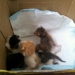 굶어죽어가던 꼬맹이들 무릎냥이 개냥이 <b>시오</b> 입양보내요..관심가져주세요..