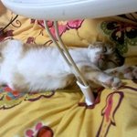 <b>마의</b> 16개월 실패한 우리집 고양이