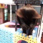 고양이 똥싸는 자세