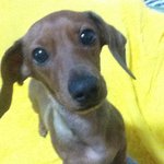 치약거품 좋아하는 우리집 개이야기