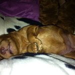 1편 생후8일째 인도막내일기 사진 有재석