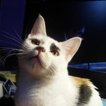 (내용,사진 추가)눈이 많이 아팠던 고양이 반짝이, 이렇게 완전히...