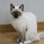 [냥판] 사투리알바녀가 들려주는 30마리 고양이 이야기