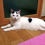 [냥판] <b>대두</b>김용배의 이런 녀자 처음이야!!!!