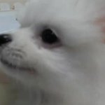 루루와 <b>라라</b>의 일상이야기 2