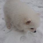 아기곰 3탄 [ 북극체험기!!]