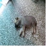 (+추가) 집에 묶여 있던 개 두마리를 잃어버렸습니다.