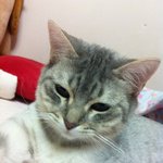 ＊ 인천 ) 주안4동, 석<b>바위</b> 인근 고양이를 찾습니다 ＊