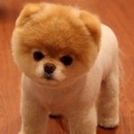 동물들의 개성 강한 헤어 <b>st</b>