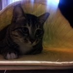 고양이 아파트 <b>입주</b>