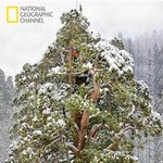 세계에서 3번째로 큰 <b>나무</b> 사실은.......