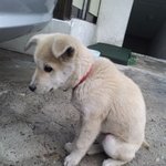 <b>이강아지</b>좀도와주세요!! (사진有)